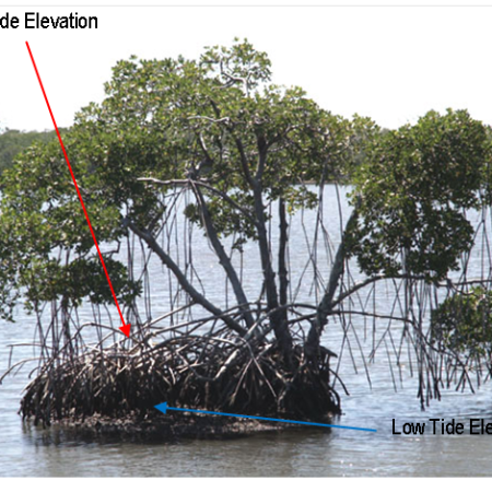 Image of mangroves showing high tide and low tide marks.